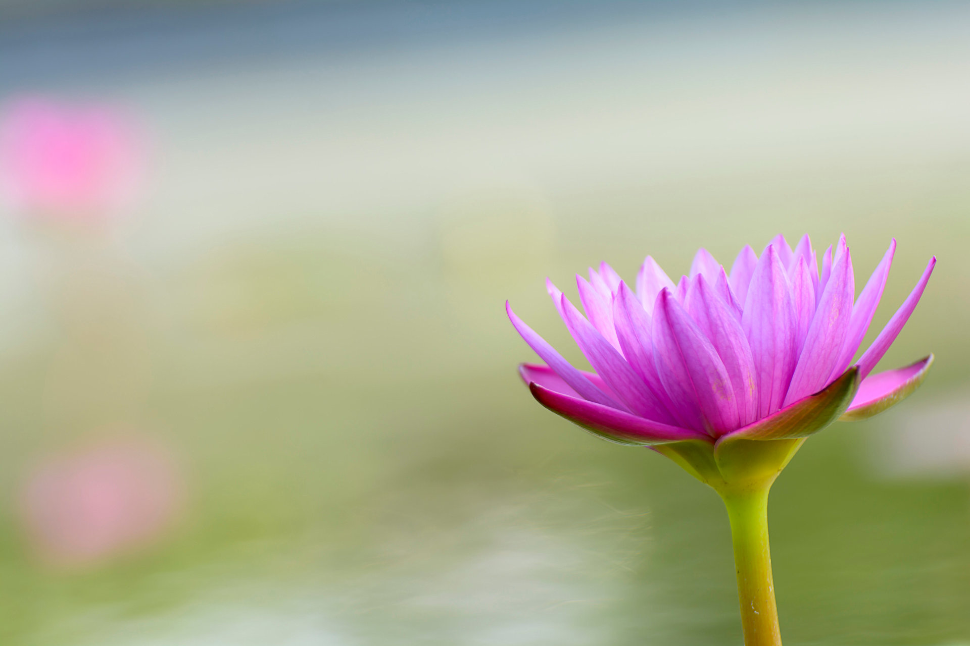 Lotus Flower Image